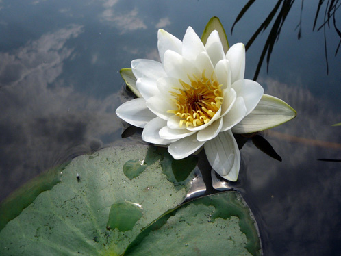 Water Lily