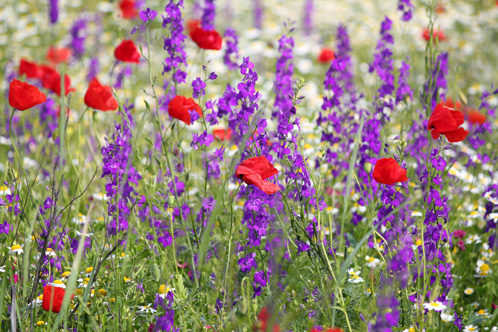 Spring Meadow