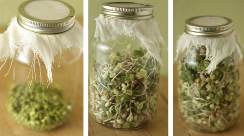 Prodession of Mung bean sprouts grown in a simple canning jar with cheesecloth screen for rinsing.